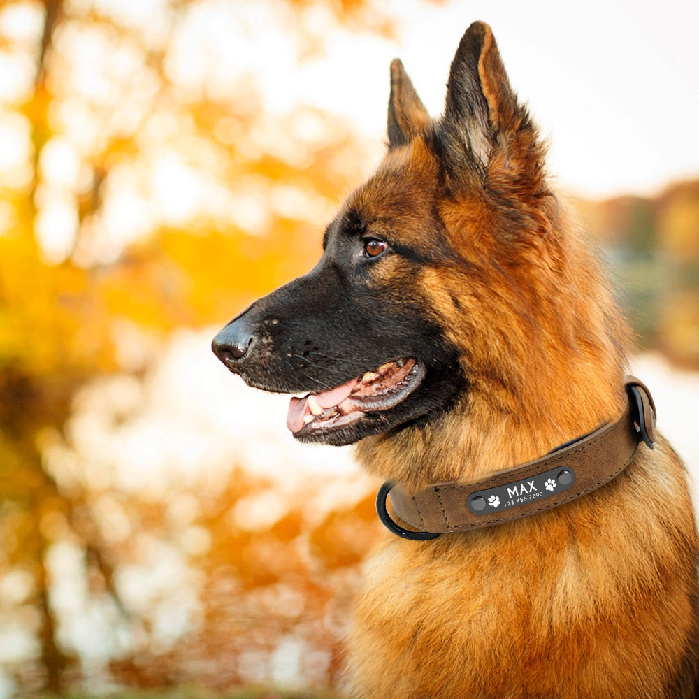 Personalized Leather Dog Collar